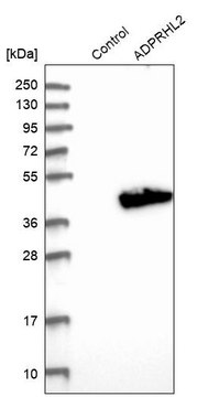 Anti-ADPRHL2 antibody produced in rabbit Prestige Antibodies® Powered by Atlas Antibodies, affinity isolated antibody, buffered aqueous glycerol solution
