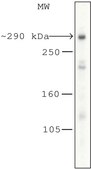 抗 mTOR 兔抗 1.0-1.5 mg/mL, affinity isolated antibody, buffered aqueous solution