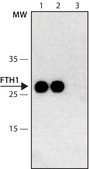 Monoclonal Anti-FTH1 antibody produced in mouse ~1.0 mg/mL, clone FTH24, purified immunoglobulin