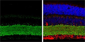 Anti-SLC32A1 (N-terminal) antibody produced in rabbit affinity isolated antibody, buffered aqueous solution