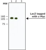 Anti-c-Myc antibody, Mouse monoclonal clone 9E10, purified from hybridoma cell culture
