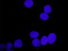 Anti-PDGFA antibody produced in rabbit purified immunoglobulin, buffered aqueous solution