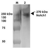 Monoclonal Anti-Glun2A/Nr2A antibody produced in mouse clone S327A-38, purified immunoglobulin