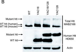 抗亨廷顿蛋白抗体，a.a.181-810，克隆 1HU-4C8 ascites fluid, clone 1HU-4C8, Chemicon®