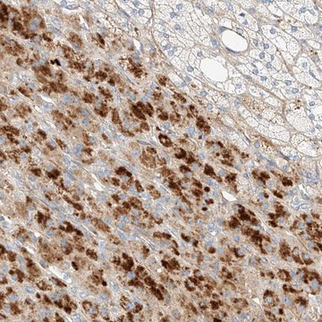Anti-KCNH5 antibody produced in rabbit Prestige Antibodies® Powered by Atlas Antibodies, affinity isolated antibody, buffered aqueous glycerol solution