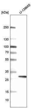 Monoclonal Anti-Prrx1 Antibody Produced In Mouse Prestige Antibodies® Powered by Atlas Antibodies, clone CL14469, affinity isolated antibody, buffered aqueous glycerol solution