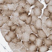 Anti-PERM1 antibody produced in rabbit Prestige Antibodies® Powered by Atlas Antibodies, affinity isolated antibody, buffered aqueous glycerol solution