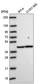 Anti-PRKACA antibody produced in rabbit Prestige Antibodies® Powered by Atlas Antibodies, affinity isolated antibody