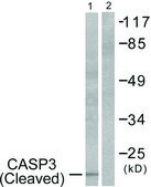 Anti-CSPN3 (Cleaved-Asp175) antibody produced in rabbit affinity isolated antibody