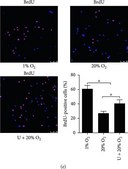Anti-BrdU antibody, Mouse monoclonal clone BU-33, purified from hybridoma cell culture
