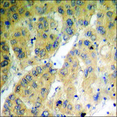 Anti-phospho-Daxx (pSer668) antibody produced in rabbit affinity isolated antibody