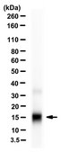 Anti-IL-4 Antibody, clone 2D7.14.8