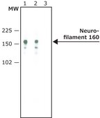 Monoclonal Anti-Neurofilament 160 antibody produced in mouse clone NN18, ascites fluid