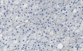 Anti-Flotillin 1 Antibody, clone 1F12-L1 ZooMAb® Rabbit Monoclonal recombinant, expressed in HEK 293 cells