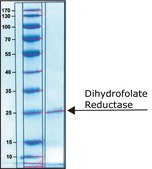 二氢叶酸还原酶 人 ≥80% (SDS-PAGE), recombinant, expressed in E. coli, ≥1 units/mg protein