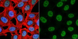Anti-TATA-Binding-Protein Antibody ascites fluid, Chemicon®