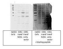 Anti-NOX1 affinity isolated antibody