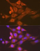 Anti-SKP1 Antibody, clone 10G5X5, Rabbit Monoclonal