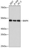 Anti-BMP4 antibody produced in rabbit