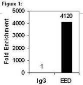 RIPAb+ SUZ12 - RIP Validated Antibody and Primer Set from mouse