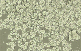 3dGRO® Spheroid Medium