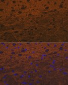 Anti-Syntaxin Antibody, clone 7D9V8, Rabbit Monoclonal