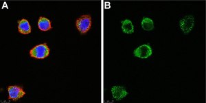 Anti-c-Kit/CD117 Antibody, clone 1L19 ZooMAb® Rabbit Monoclonal recombinant, expressed in HEK 293 cells