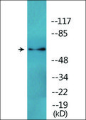 Anti-phospho-CRMP-2 (pThr509) antibody produced in rabbit affinity isolated antibody