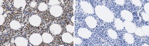 Anti-MMP-9 Antibody, clone 8H12 ZooMAb® Rabbit Monoclonal recombinant, expressed in HEK 293 cells