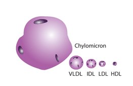 低密度脂蛋白 来源于人类血浆 lyophilized powder