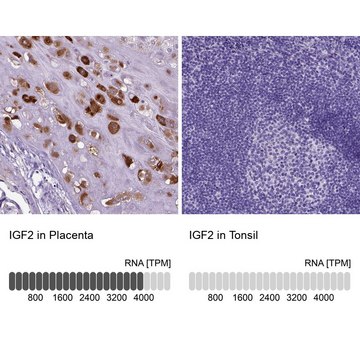 Anti-IGF2 antibody produced in rabbit Prestige Antibodies® Powered by Atlas Antibodies, affinity isolated antibody, buffered aqueous glycerol solution