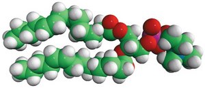 14:1 (Δ9-Cis) PC 1,2-dimyristoleoyl-sn-glycero-3-phosphocholine, powder