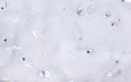 Anti-Lubricin/PRG4 Antibody, clone 9G3 ZooMAb® Mouse Monoclonal recombinant, expressed in HEK 293 cells