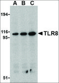 Anti-TLR8 antibody produced in rabbit affinity isolated antibody, buffered aqueous solution