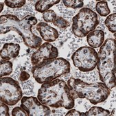 Monoclonal Anti-TUFM antibody produced in mouse Prestige Antibodies® Powered by Atlas Antibodies, clone CL2245, purified immunoglobulin, buffered aqueous glycerol solution