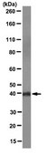 Anti-Oct-4 Antibody, clone 9B7 clone 9B7, from mouse