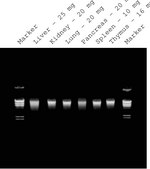 GenElute™ Mammalian Genomic DNA Miniprep Kits sufficient for 10 purifications
