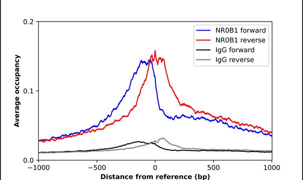 Anti-NR0B1 antibody produced in rabbit Prestige Antibodies® Powered by Atlas Antibodies, affinity isolated antibody