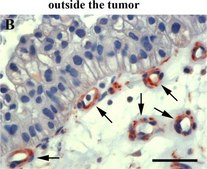 抗小鼠IgG（全分子）-过氧化物酶 山羊抗 affinity isolated antibody, buffered aqueous solution