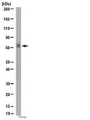 Anti-phospho-PLK1 (Ser137) Antibody from rabbit, purified by affinity chromatography