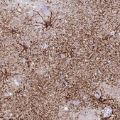 Monoclonal Anti-AQP4 antibody produced in mouse Prestige Antibodies® Powered by Atlas Antibodies, clone CL0178, purified immunoglobulin, buffered aqueous glycerol solution