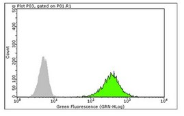 Anti-Histone H3 Antibody, (Unmodified Lys4), clone CMA301, Trial Size clone CMA301, from mouse, purified by affinity chromatography