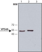 Anti-VPS4A antibody, Mouse monoclonal clone VPS4-110, purified from hybridoma cell culture