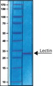 Lectin from Arachis hypogaea (peanut) lyophilized powder, Affinity-purified
