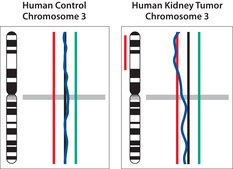GenomePlex® Single Cell Whole Genome Amplification Kit Amplify genome of a single cell