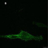 Anti-NG2 Antibody, clone 1L2, ZooMAb® Rabbit Monoclonal recombinant, expressed in HEK 293 cells