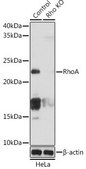 Anti- RhoA antibody produced in rabbit