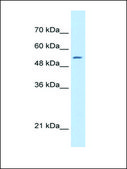 Anti-SHMT2 (AB1) antibody produced in rabbit affinity isolated antibody