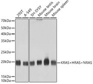 Anti-KRAS+HRAS+NRAS Antibody, clone 6S6F3, Rabbit Monoclonal