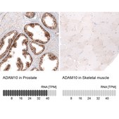 Monoclonal Anti-Adam10 Antibody Produced In Mouse Prestige Antibodies® Powered by Atlas Antibodies, clone CL13815, affinity isolated antibody, buffered aqueous glycerol solution